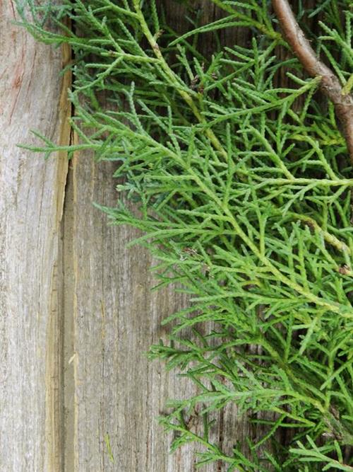 CAROLINA SAPHIRE CEDAR  CHRISTMAS GREENS